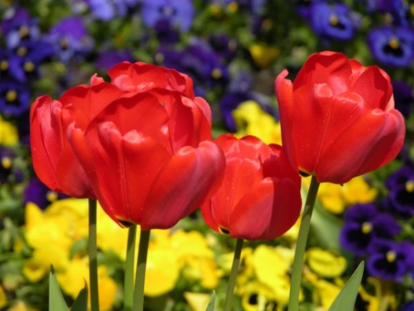 Kwiaty na klombach w parku w Busku-Zdroju.