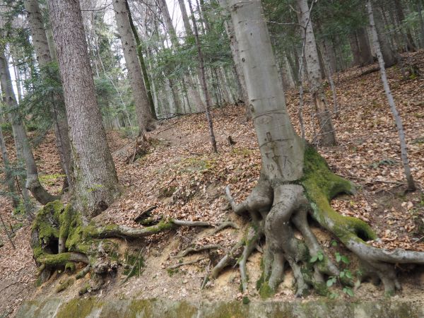 duże nachylenie stoku i aby utrzymać się na spadku - drzewo wykształciło bardzo solidną szyję korzeniową z tzw. nabiegami, którymi niczym pazurami wbija się w p