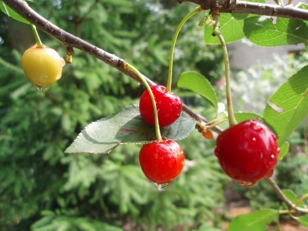 zdjecie Chrząchówek