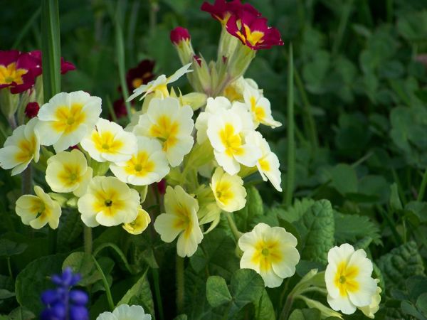 przylatują gęsi a to wspomnienie lata