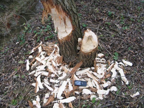 dla "niego" to pikuś - ew. "pan pikuś" , w diecie ryby preferuje to dlatego tak zdrowe i silne zęby ma ! ? Znane jest powiedzenie : "płacze jak bóbr" - otóż nie