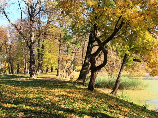 Park w Medyce − pochodzący z drugiej połowy XVI wieku (z reliktami z XIV i XVI wieku).