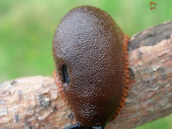 Podglądamy ślimaka