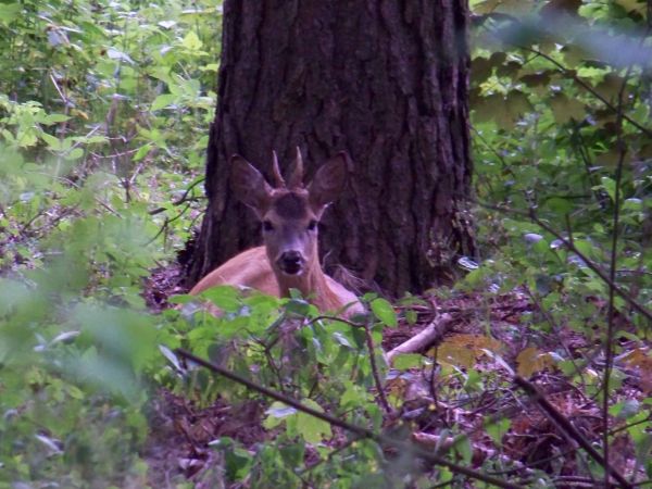 Jego spokój przewyższał mój. Bałem się,że mi ucieknie a on tylko dumnie pozował i patrzył się w obiektyw.