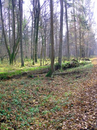 zdjecie Białowieża