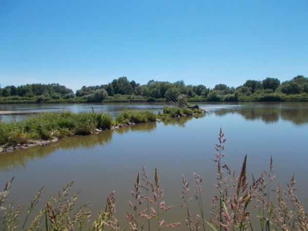 Tama na Wiśle w Pawłowie ,zaraz potem rzeka mija Brzostków.