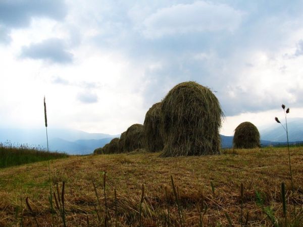 zdjecie Pietrzykowice