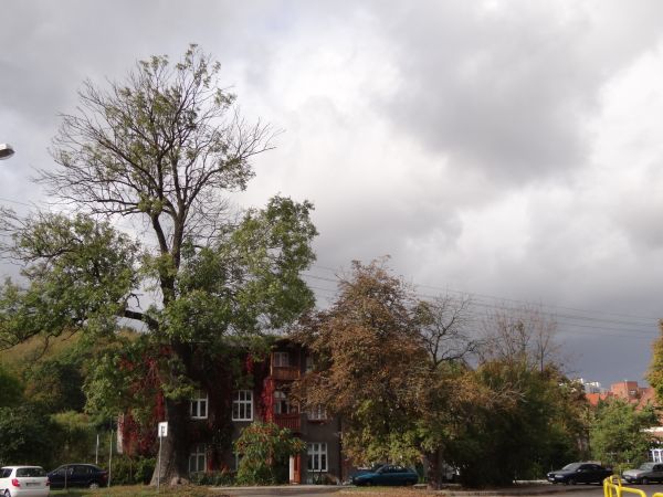 Stara oliwa-okolice katedry