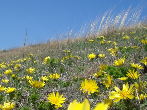 ,,Miłek wiosenny,,(pod ścisłą ochroną)  na górach w Stoku .