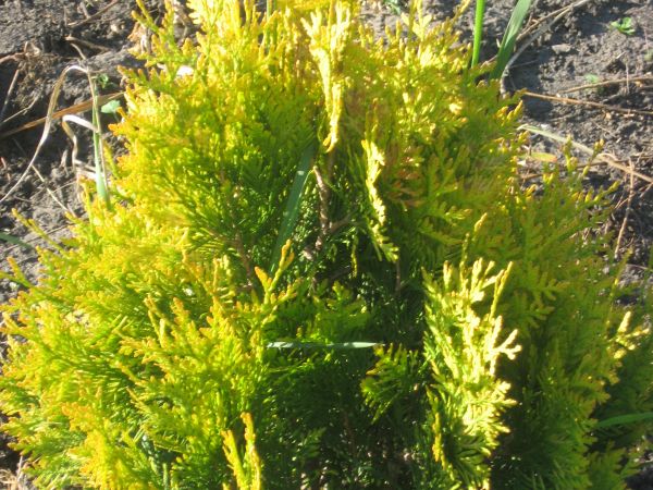 MAZURSKA SZKOLKA ROSLIN OZDOBNYCH W SADUNACH