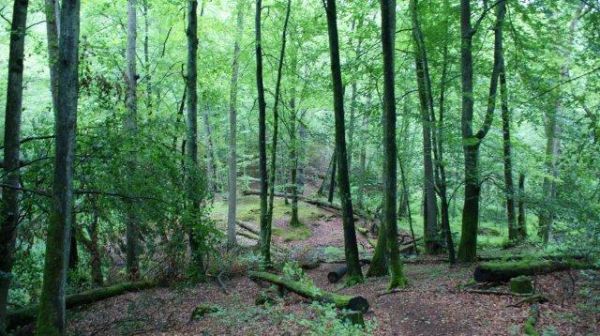 Rezerwat Diabelski Skok - lipiec 2011