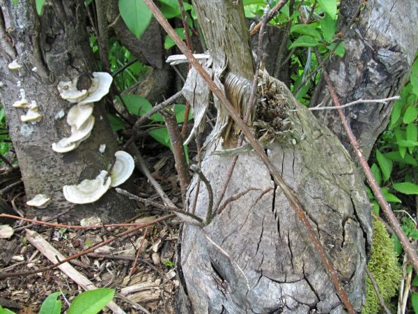 Kanał rzeki Wdy oraz teren nad nim położony