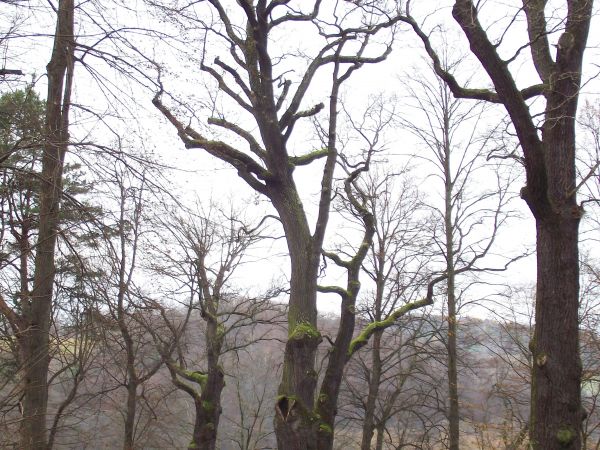 park dworski - tu na stromym brzegu rzeki San, dalej pasmo "Trzy Kopce" a dołem w górę rzeki można przejść do Hydroelektrowni w m. Zwierzyń /jest galeria - zapr