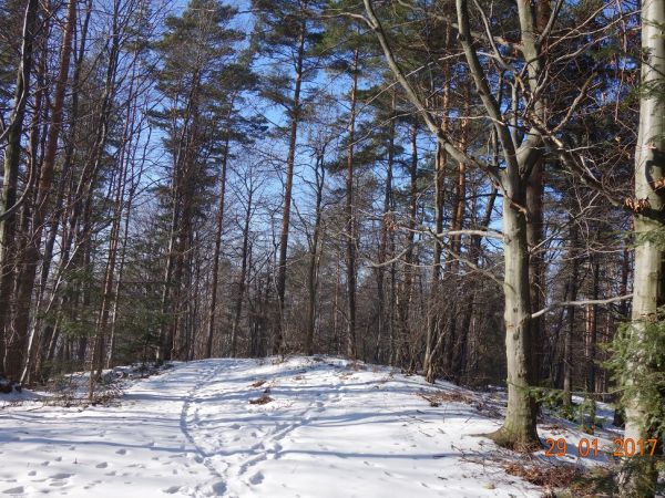 Harbutowice.Najwyższe wzniesienie Harbutowic.Szczyt Kijowej Góry 620 m. n.p.m.