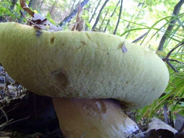 zdjecie Wierzchosławice