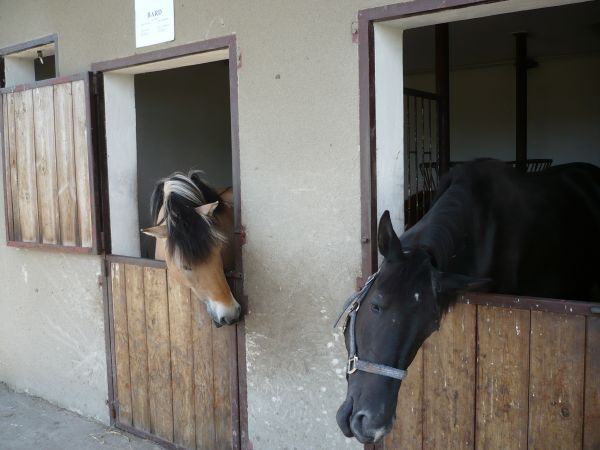 Miejscowy proboszcz za plebanią ma wybieg dla koni,hoduje konie
służą dla rehabilitacji dzieci nie pełnosprawnych,to dwa z nich.