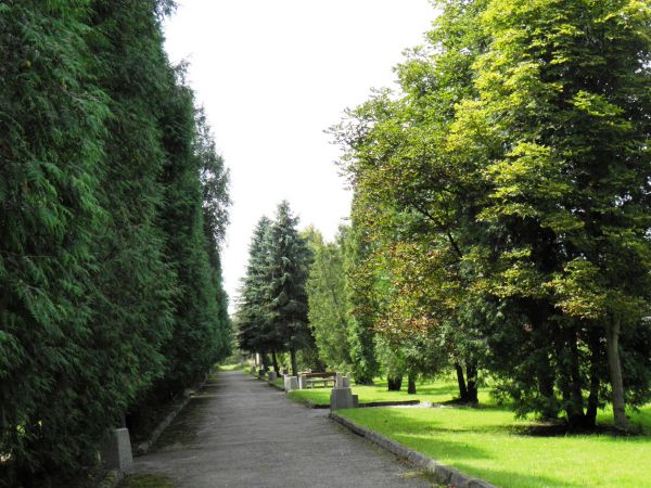 Park Zdrojowy powstały w latach 20-tych XX wieku. Aleja Tujowa.