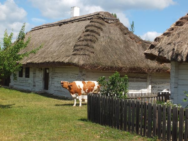 Muzeum Wsi Kieleckiej  - chałupy z krowa /żywą/