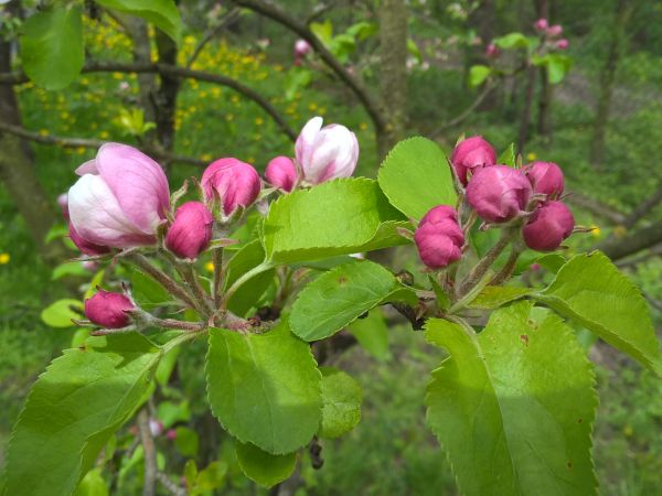 "Świat nie jest taki zły ,niech no tylko zakwitną jabłonie" ;-) Kto to śpiewał ? Więc  zakwitły  w Brzostkowie  !