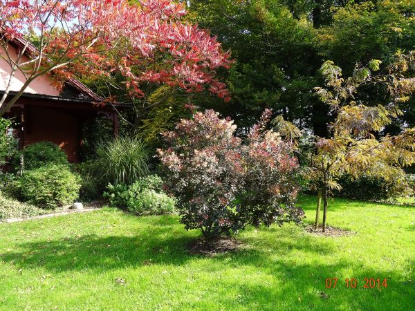 migdałowce, azalie pontyjskie, rododendromy, wierzbówka kiprzyca - obok pomnikowy starodrzew - to zachwyca, pięknem zaskakuje...