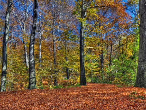 zdjecie Wodzisław Śląski