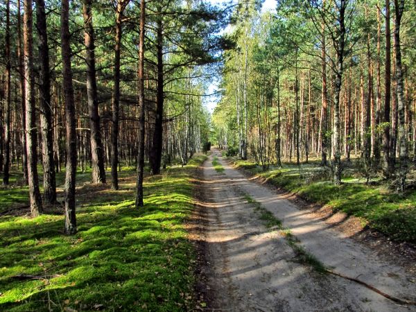 Droga leśna w Lubikach