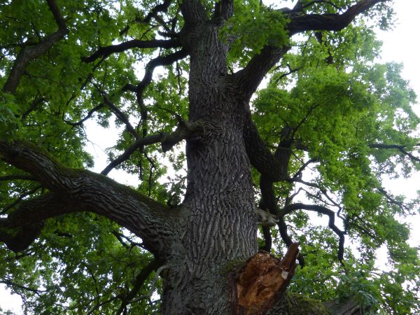 zdjecie Białowieża