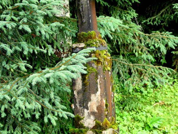 Za tym nagrobkiem, w miejscu całkowicie zarośniętym, stała cerkiew.