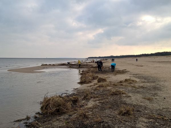 Poszukiwacze bursztynu.