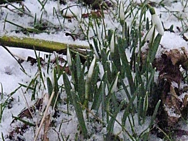 zima a tu kwiat przebiśniegi