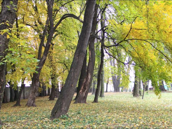 Zespół pałacowo - parkowy w Ożańsku.