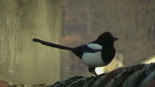 Ciekawska sroka na dachu.