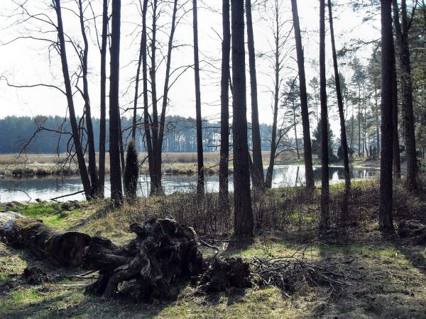 Kurze Błota