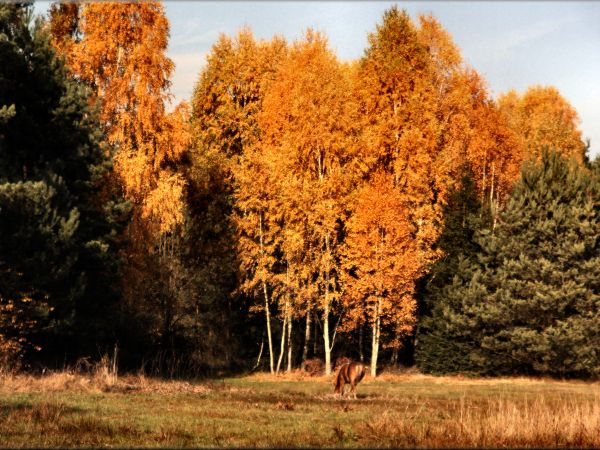zdjecie Tyniewicze Duże