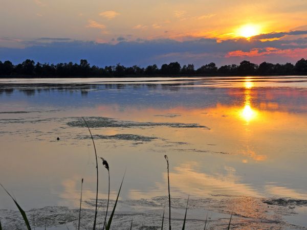 Stawy hodowlane Wielikąt k/Lubomi