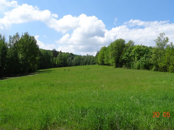 łąki śródleśne, kiedyś stanowiły lokację wioskowych / dworskich przysiółków.