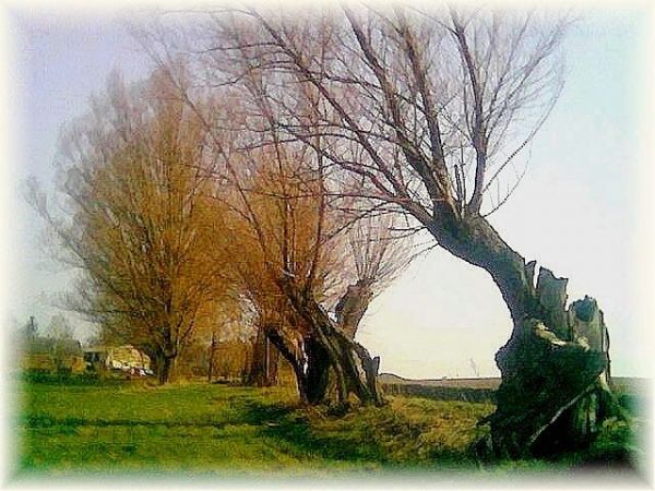 Stare wierzby przydrożne