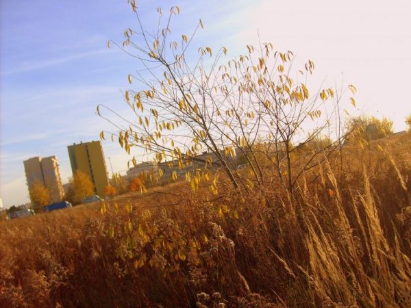 Pejzaż jesienny- Osiedle Piekary w Legnicy.