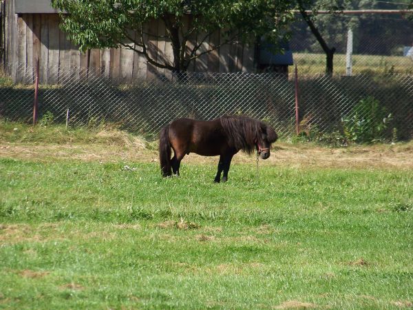 Kucyk na łączce przy remizie.