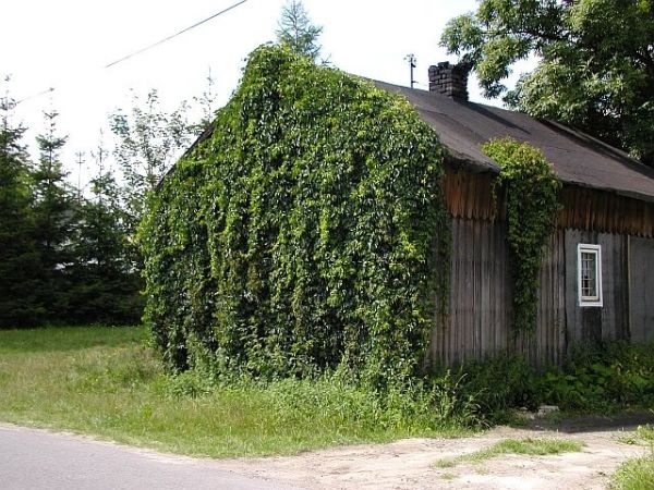 Ginaca już drewniana architektura wsi