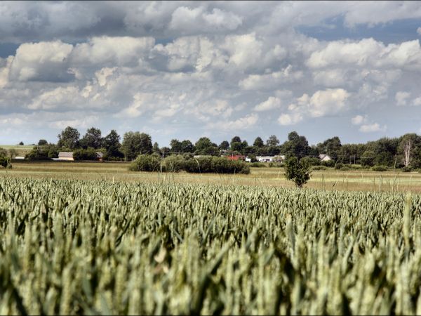 zdjecie Tyniewicze Duże