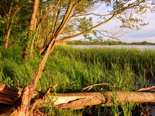 Efekt aktywności bobrów