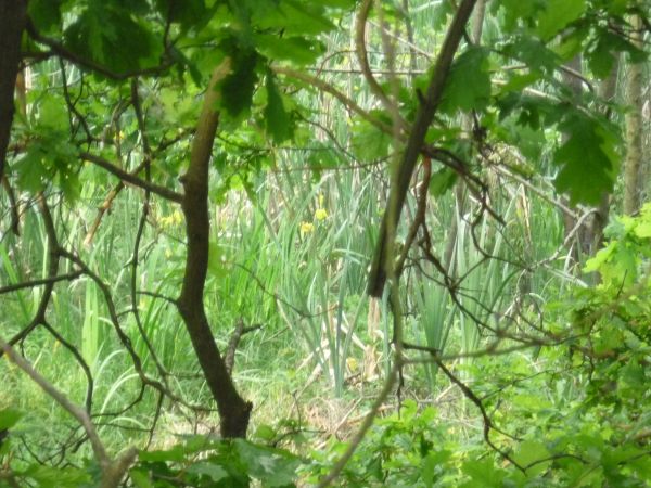 Kołomań,  rozlewisko Bobrzy