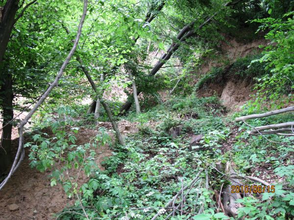 Usuwisko w Bednarce. Zbocza w raz z drzewami usuwają się w dół