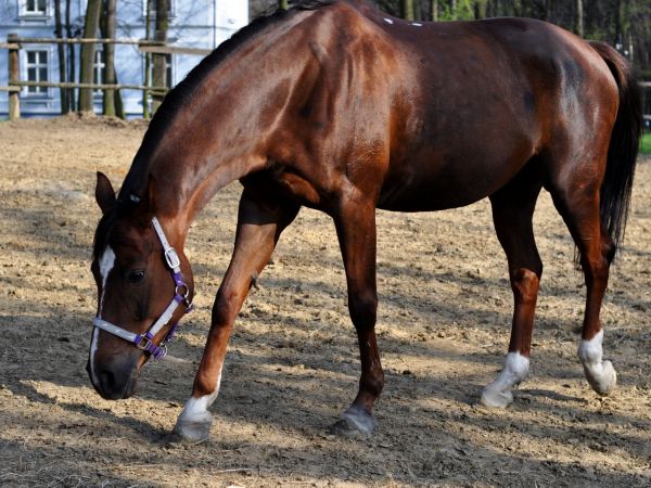 zdjecie Wodzisław Śląski