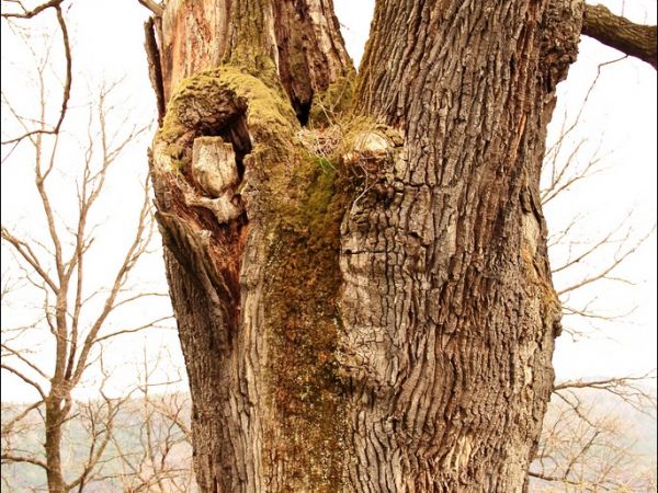Cerkiew greckokatolicka p.w. Soboru Bogarodzicy w Hłomczy , zbudowana w 1859 r. Obok cerkwi wzniesiono w tym samym czasie dzwonnicę murowaną, w której wiszą trz