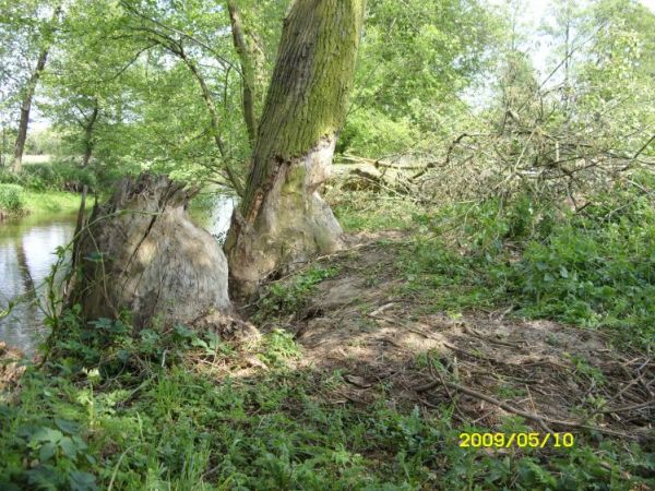 Bobry spać nie mogą.