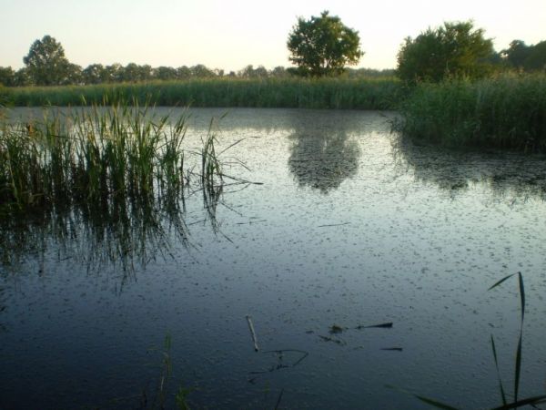 Staw w łówkowicach