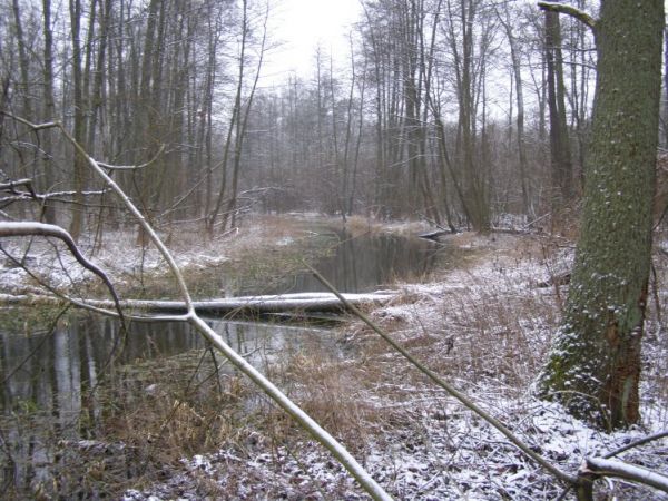 zdjecie Zalesie Górne