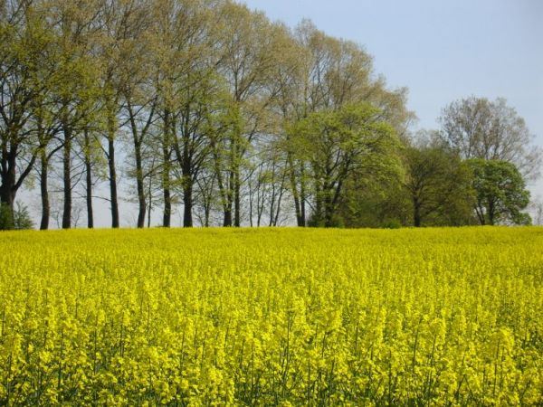 Kwitnący rzepak dodaje słonecznego uroku okolicy